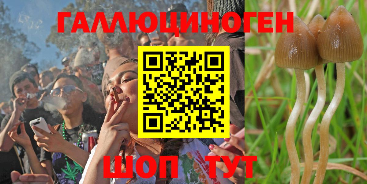 Псилоцибиновые грибы Psilocybe Благодарный